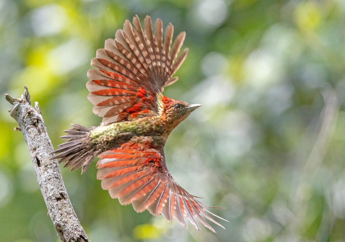 Banded Woodpecker - ML641689405