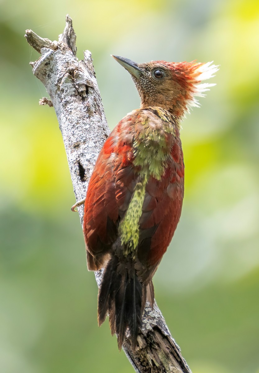 Banded Woodpecker - ML641689406