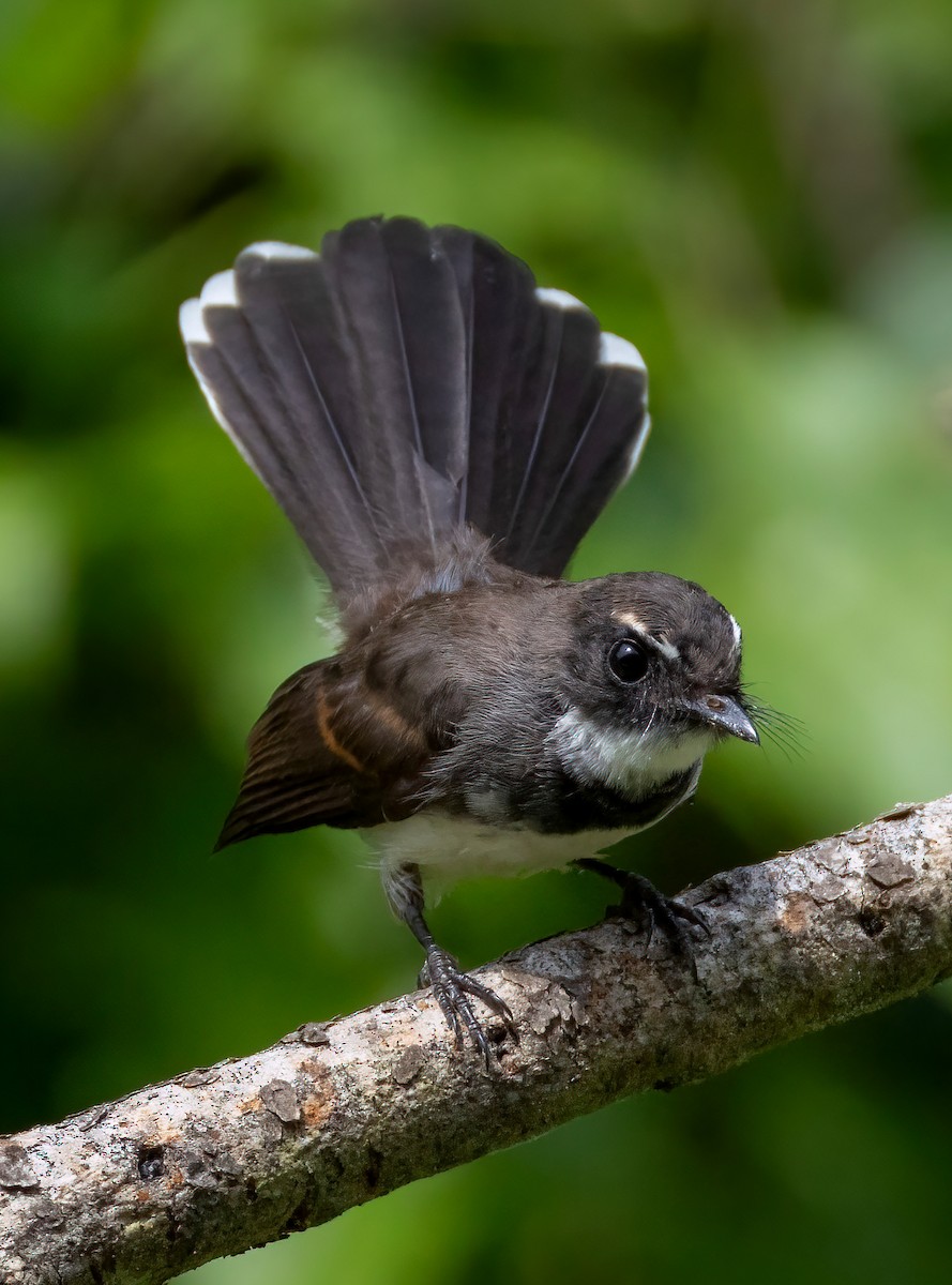 Malaysian Pied-Fantail - ML641689415