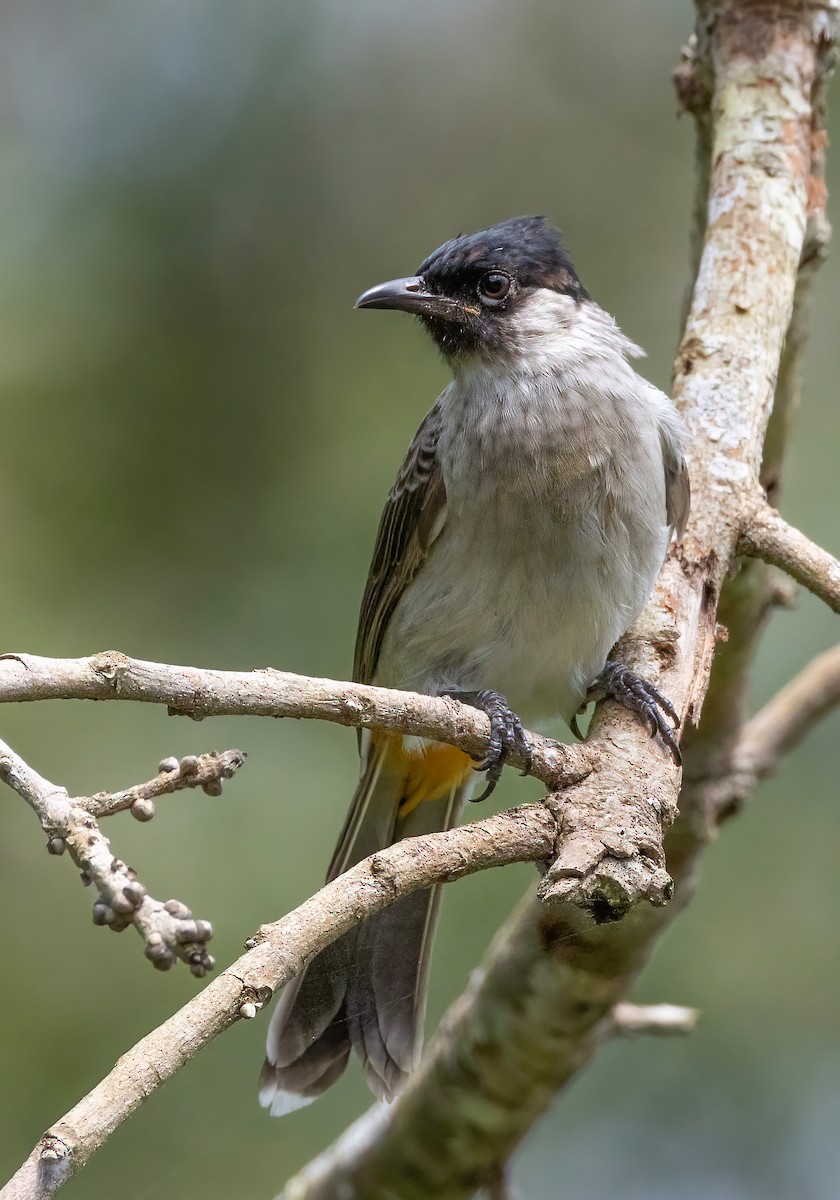 Bulbul urre-ipurdia - ML641689421