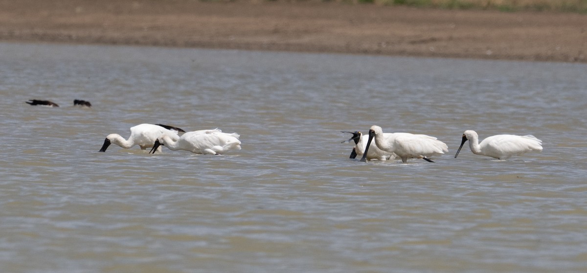 Royal Spoonbill - ML641689422