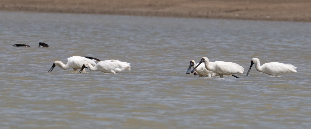Royal Spoonbill - ML641689423