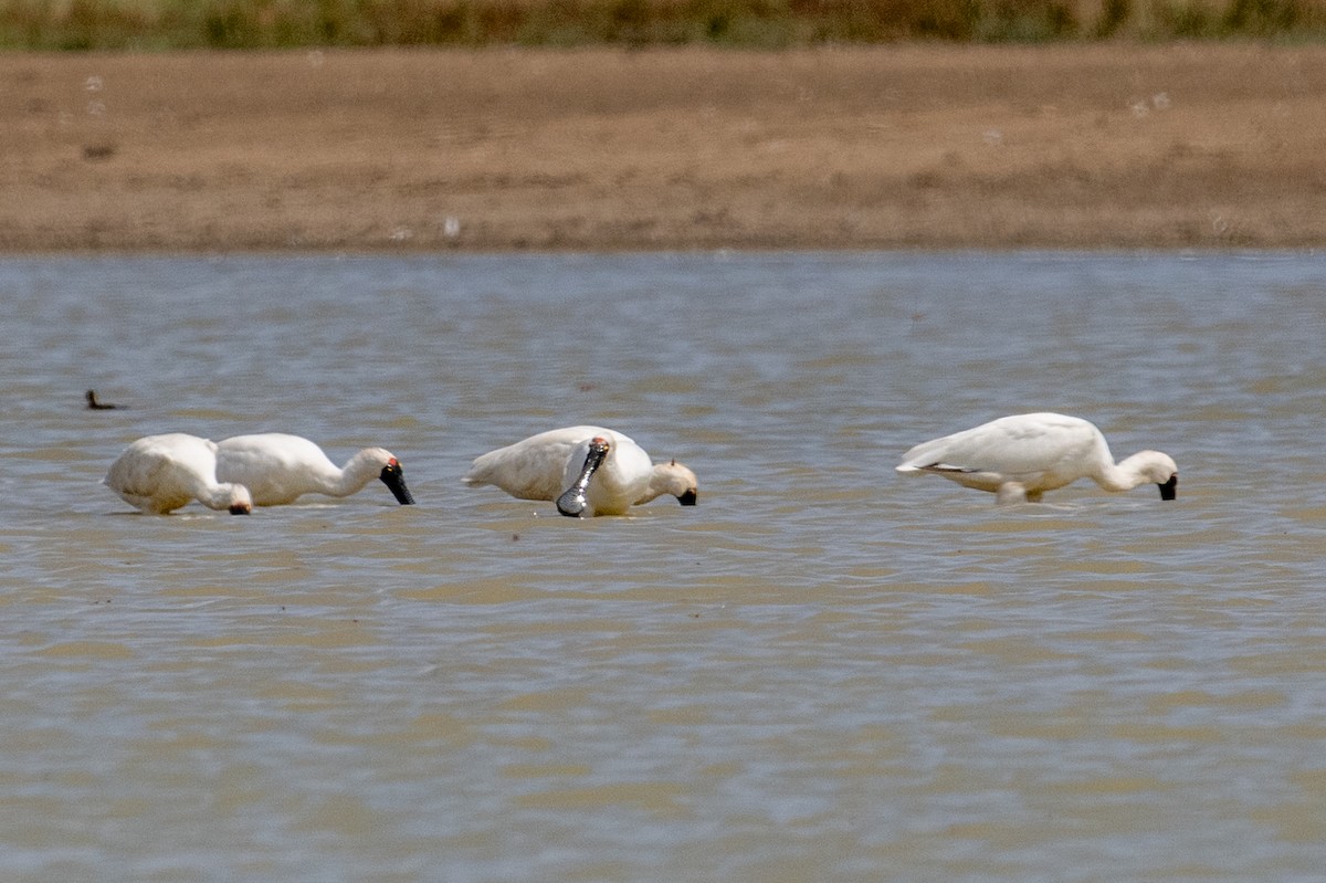 Royal Spoonbill - ML641689424