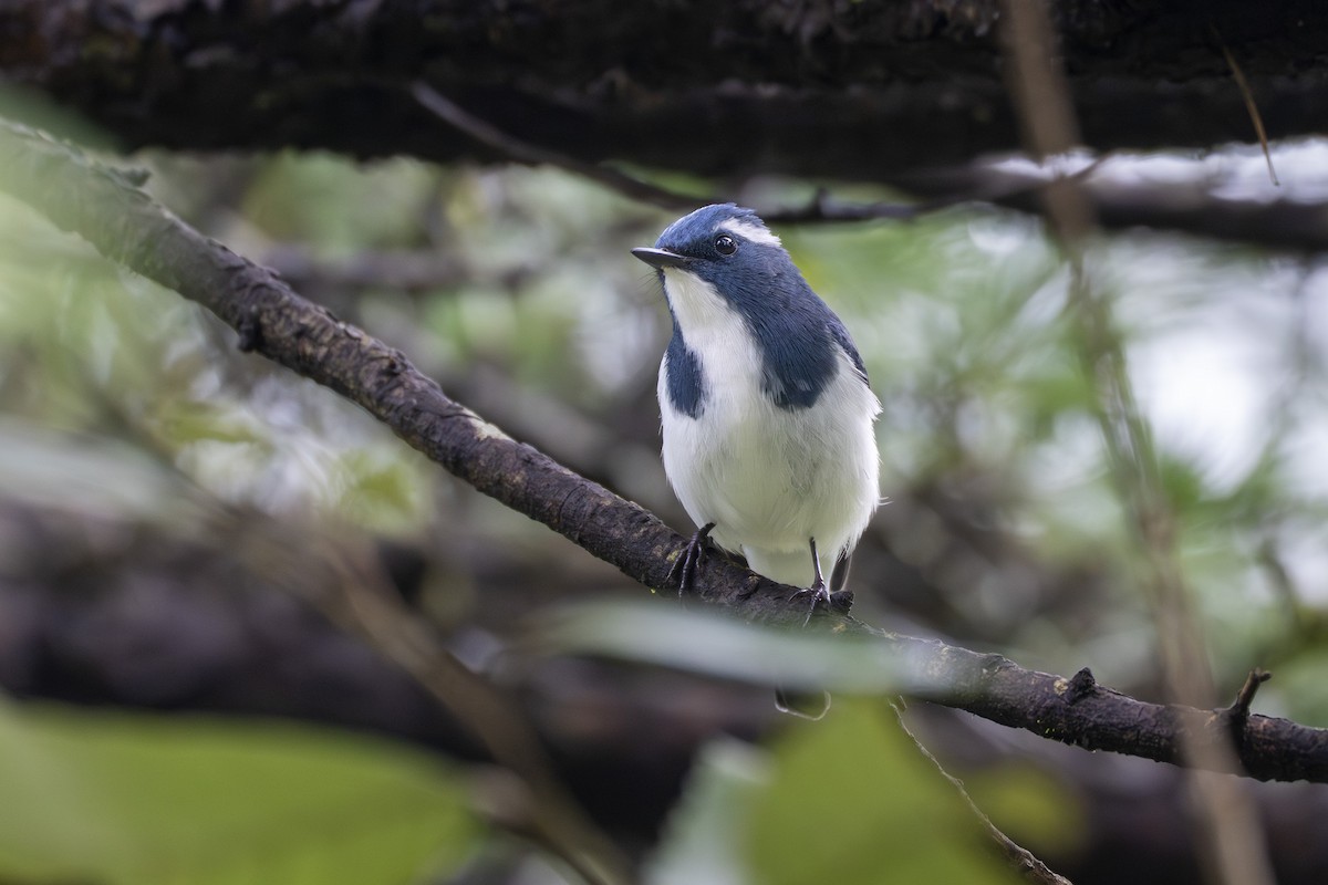Ultramarine Flycatcher - ML641689426