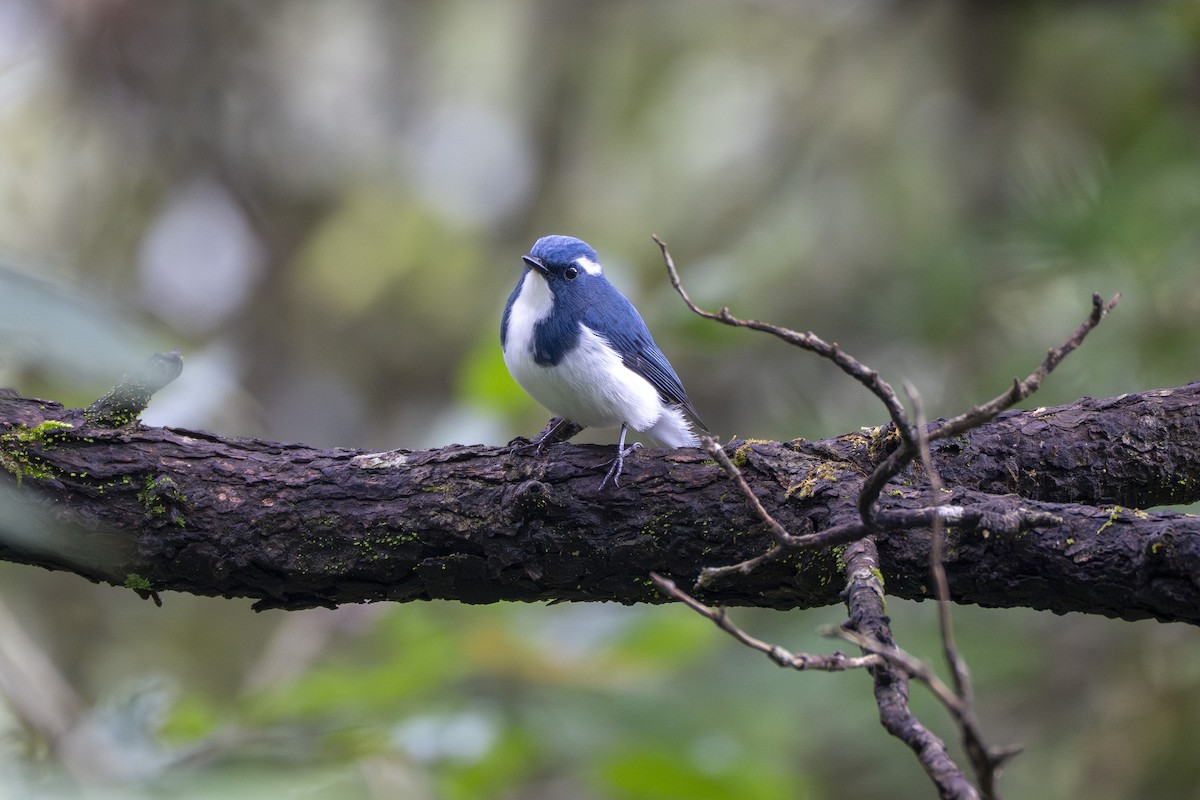 Ultramarine Flycatcher - ML641689427