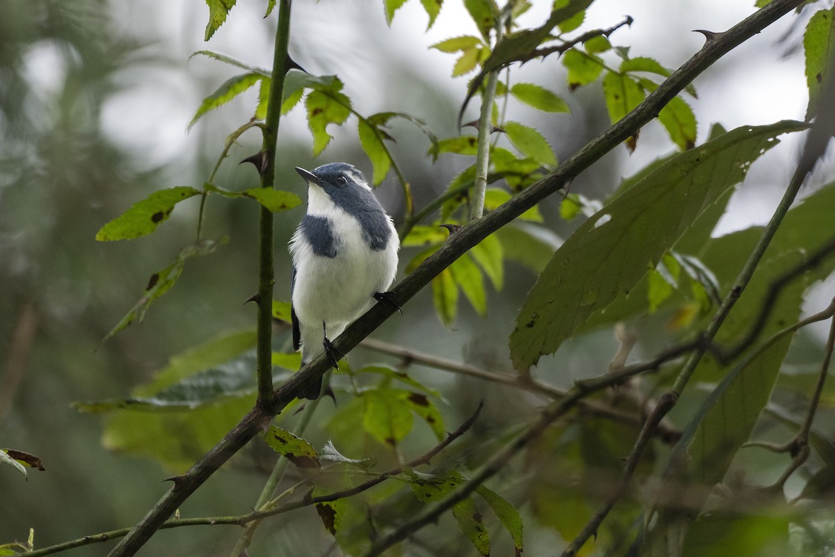 Ultramarine Flycatcher - ML641689428