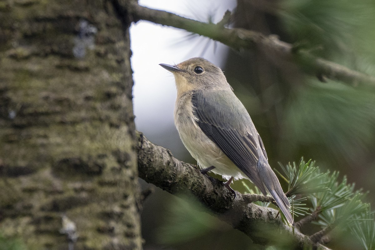 Ultramarine Flycatcher - ML641689433