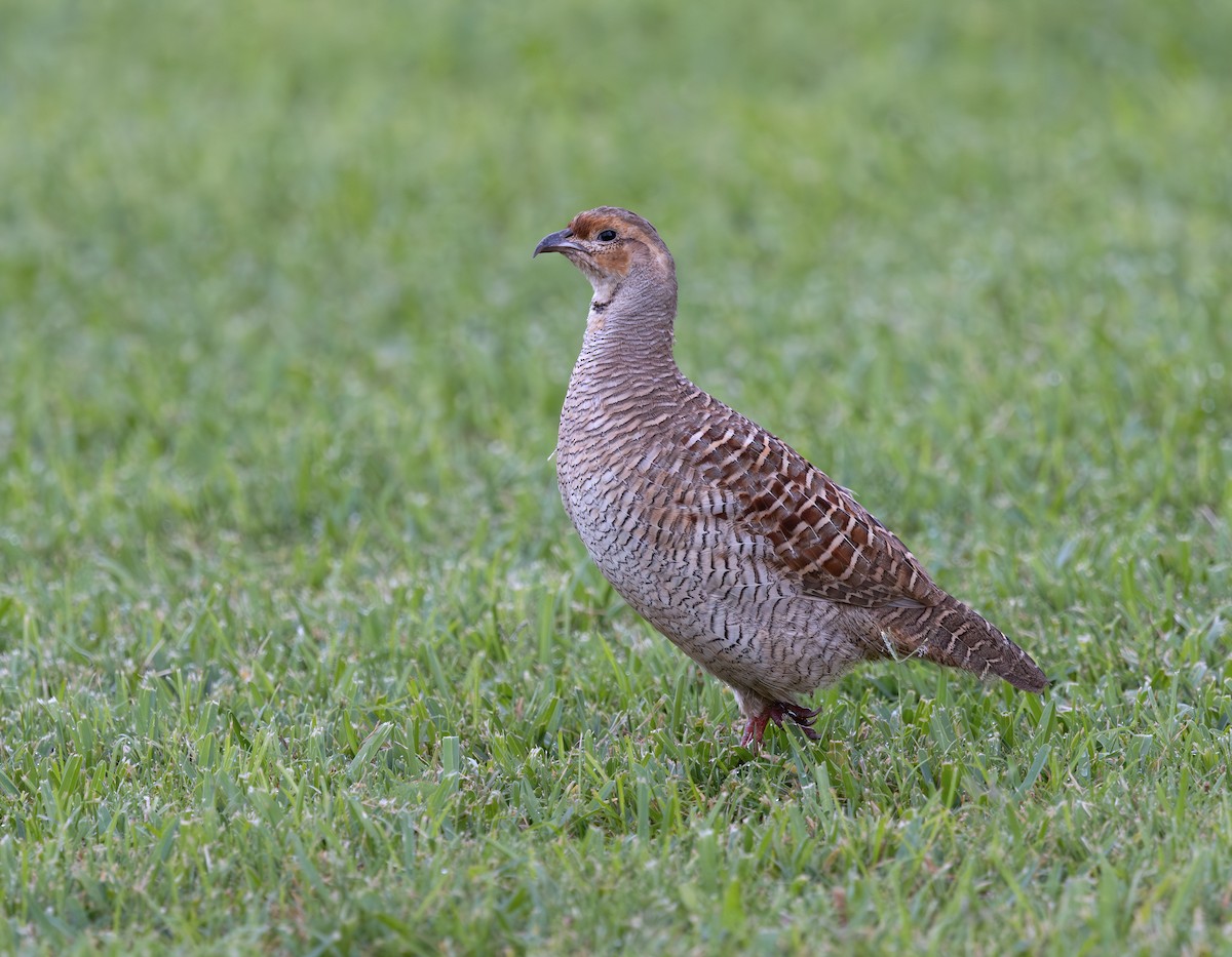 Gray Francolin - ML641689434