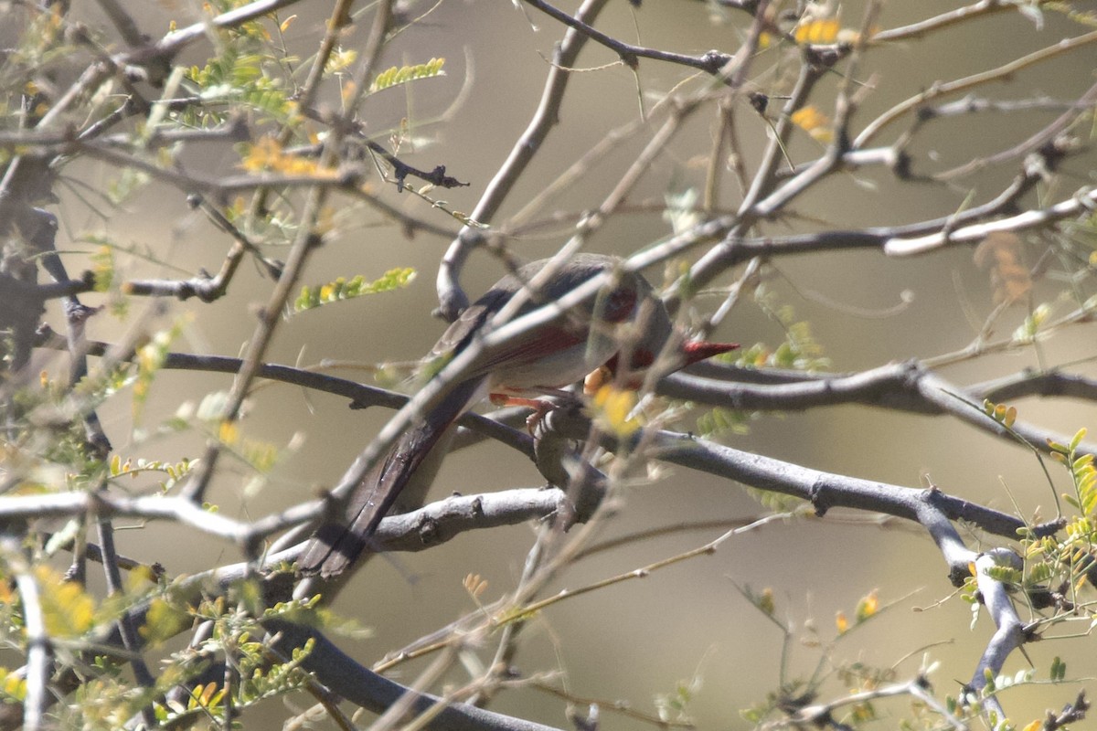 Pyrrhuloxia - ML641689499