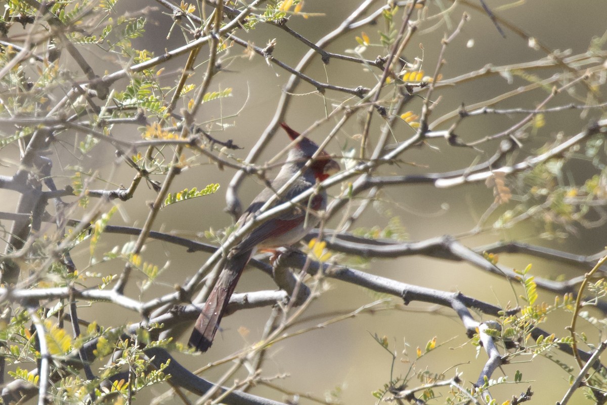 Pyrrhuloxia - ML641689500