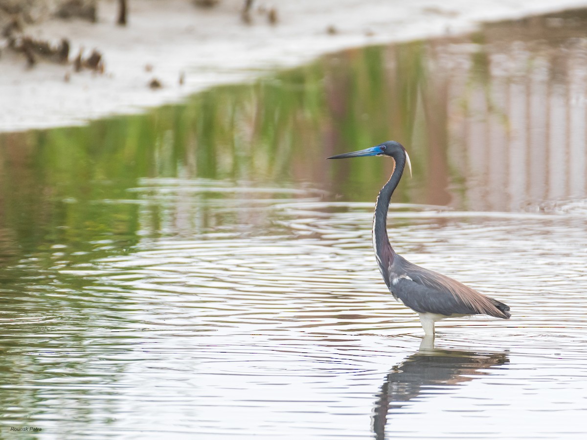Tricolored Heron - ML641689507