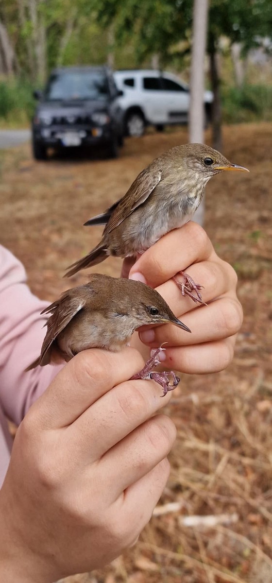 River Warbler - ML641689514