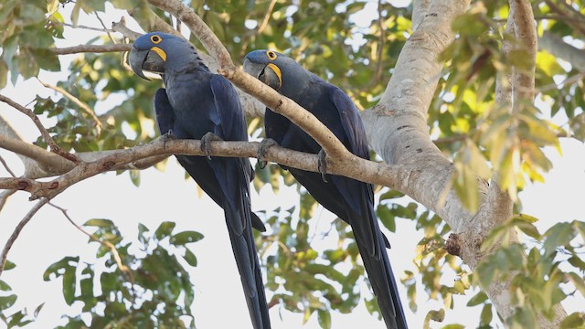 Hyacinth Macaw - ML641689530