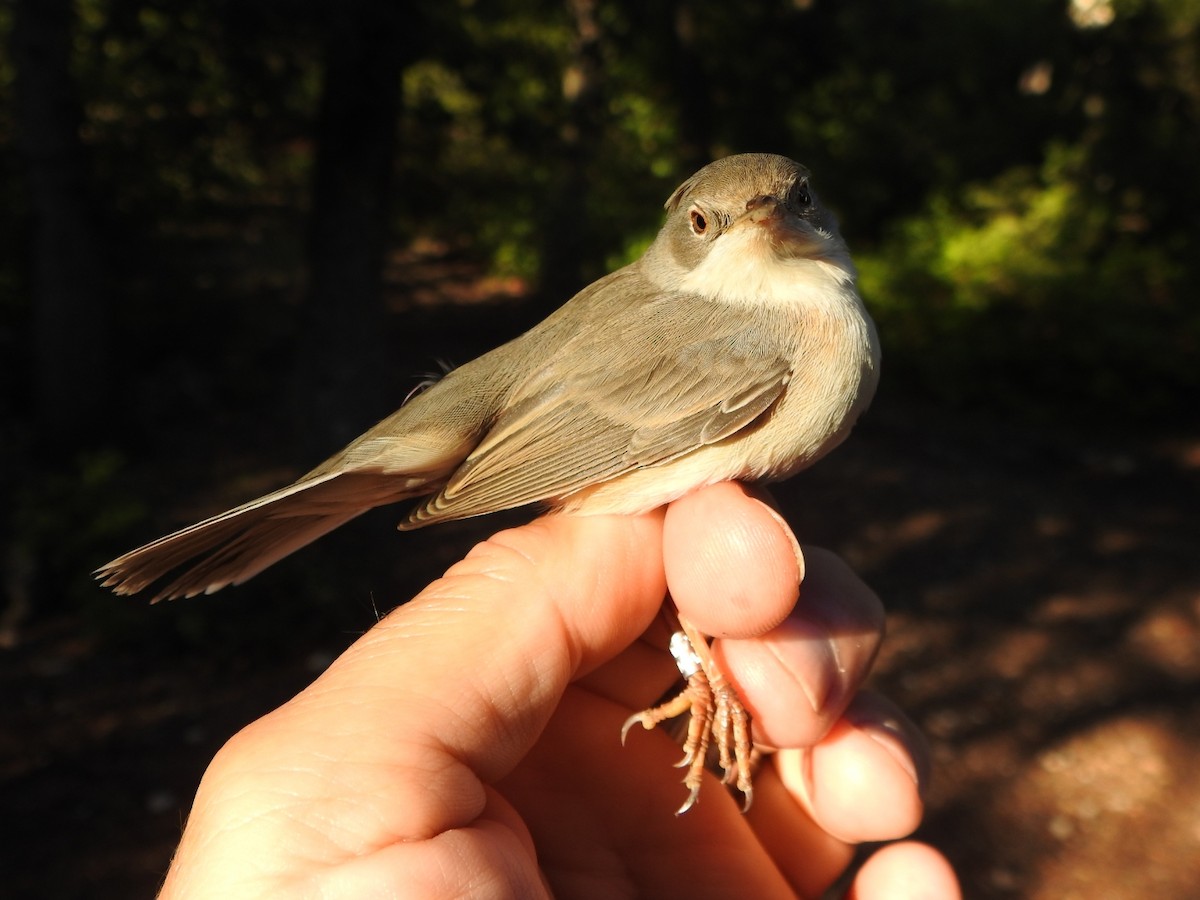 Western Subalpine Warbler - ML641689537