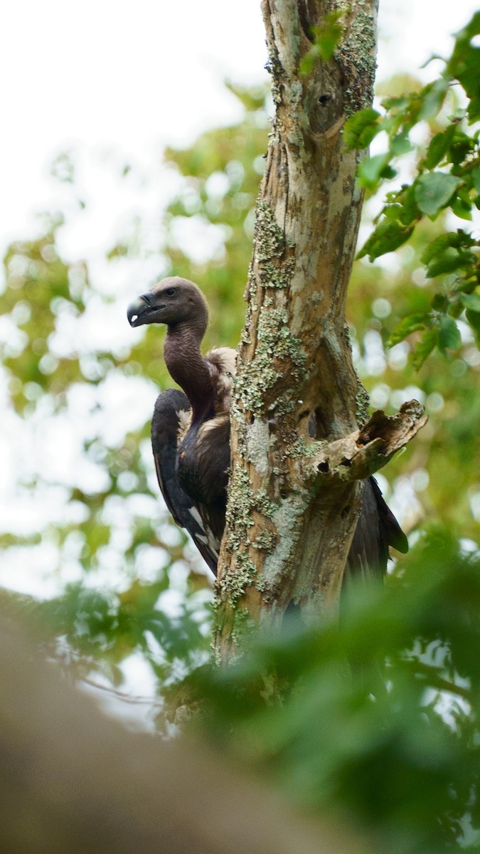 White-rumped Vulture - ML641689541