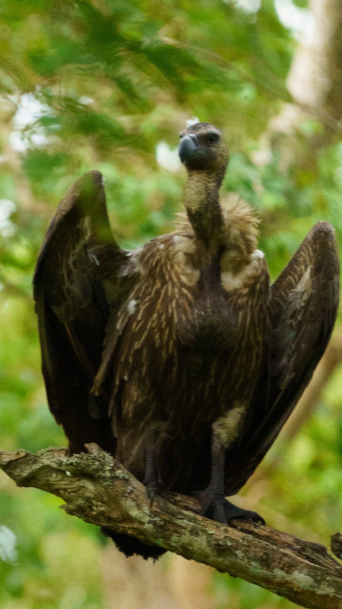 White-rumped Vulture - ML641689542