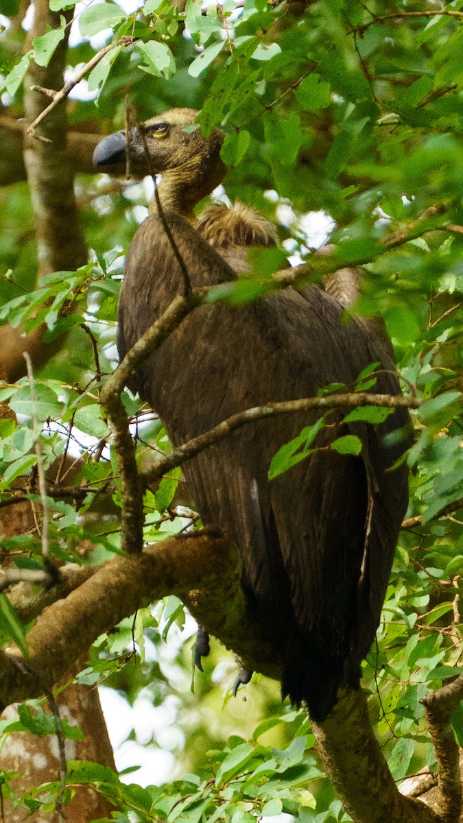 White-rumped Vulture - ML641689543