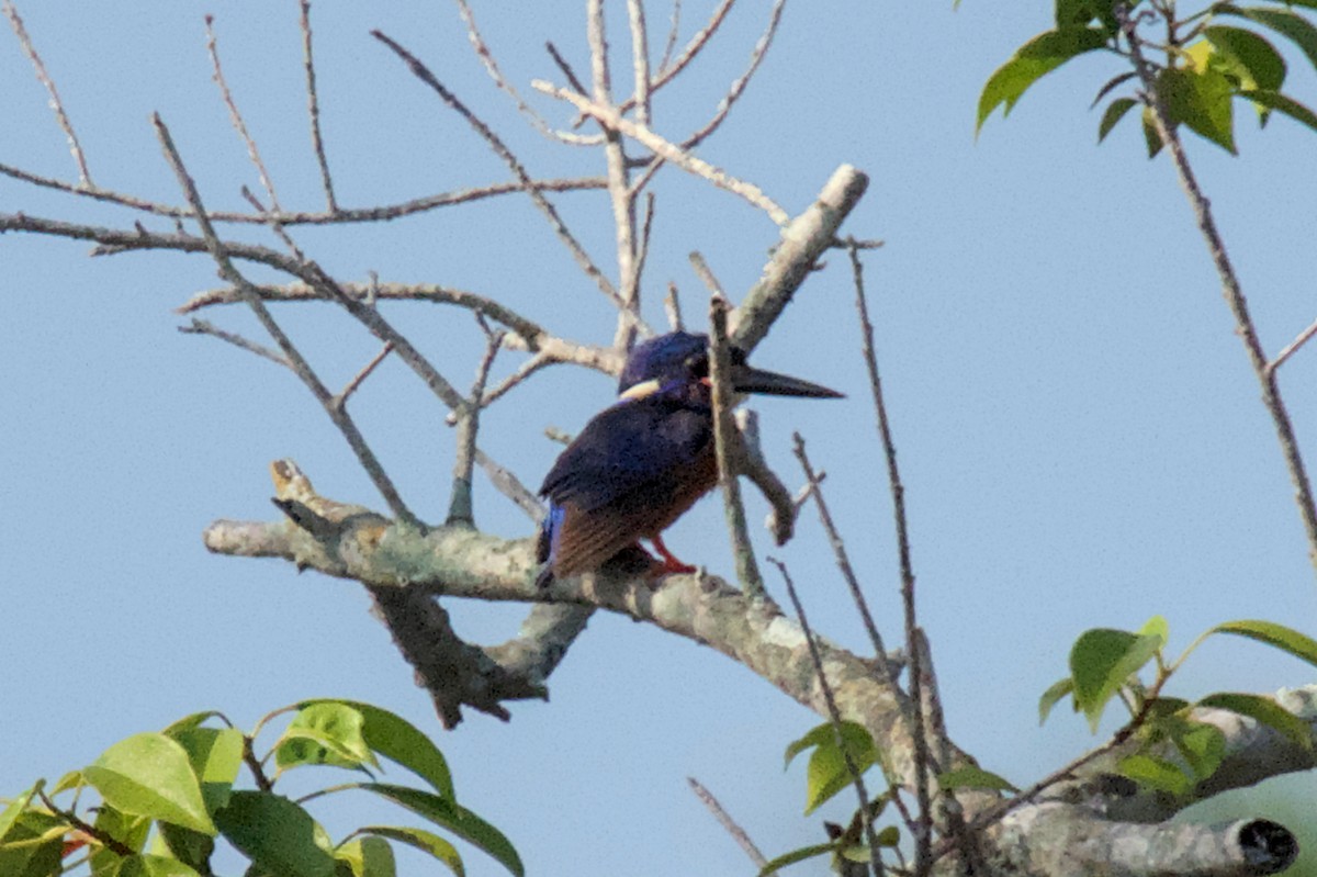 Blue-eared Kingfisher - ML641689551