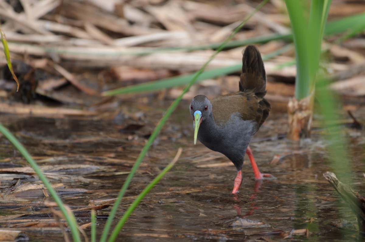 Plumbeous Rail - ML641689556