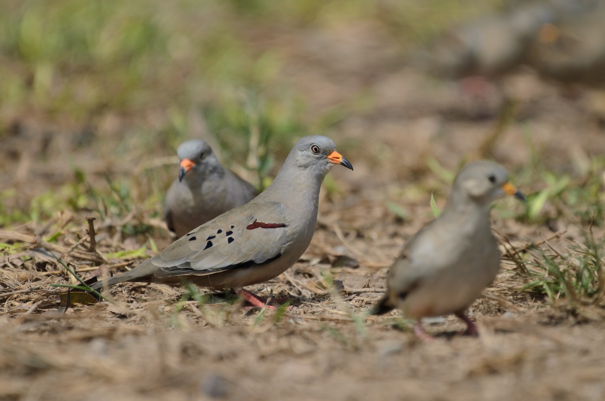 Croaking Ground Dove - ML641689564