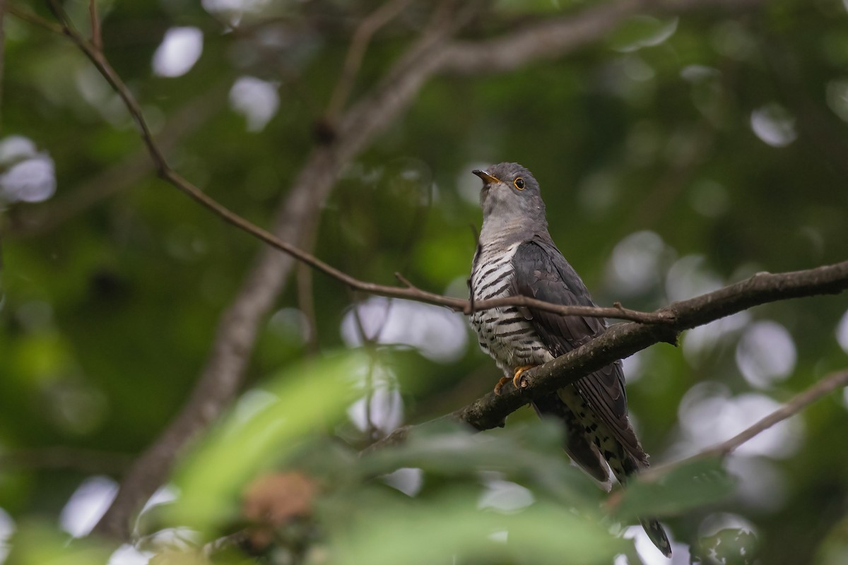 Lesser Cuckoo - ML641689590