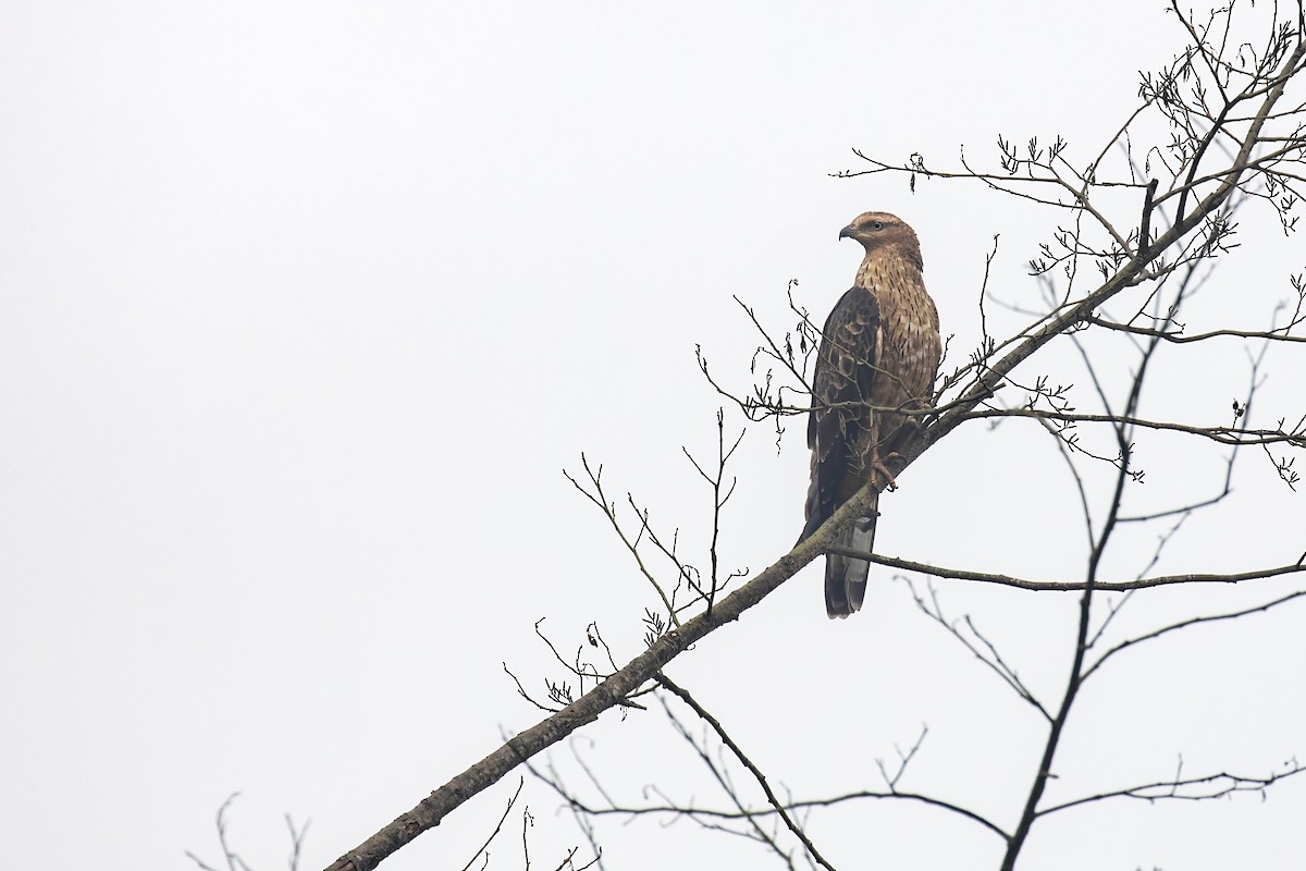 Oriental Honey-buzzard - ML641689597