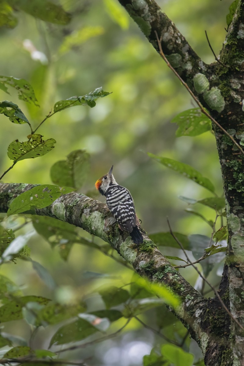 Fulvous-breasted Woodpecker - ML641689599