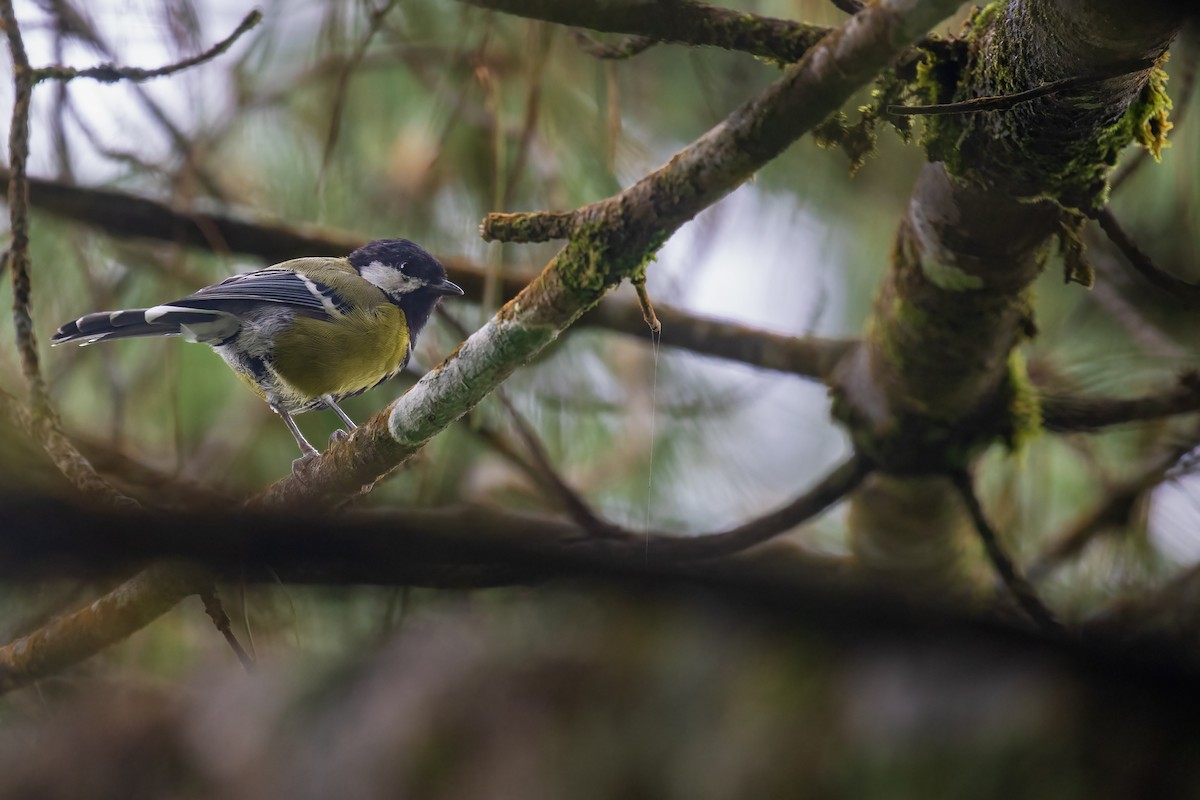 Green-backed Tit - ML641689609