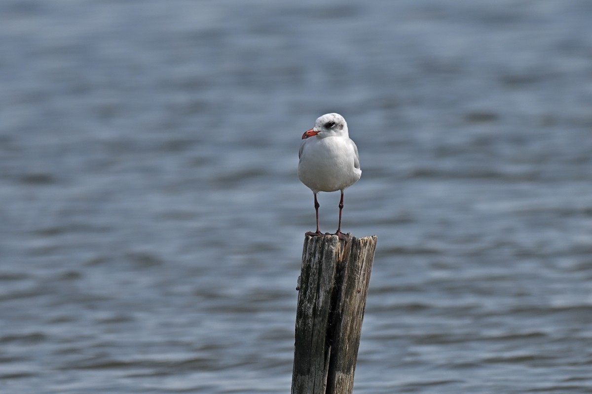 Mediterranean Gull - ML641689610