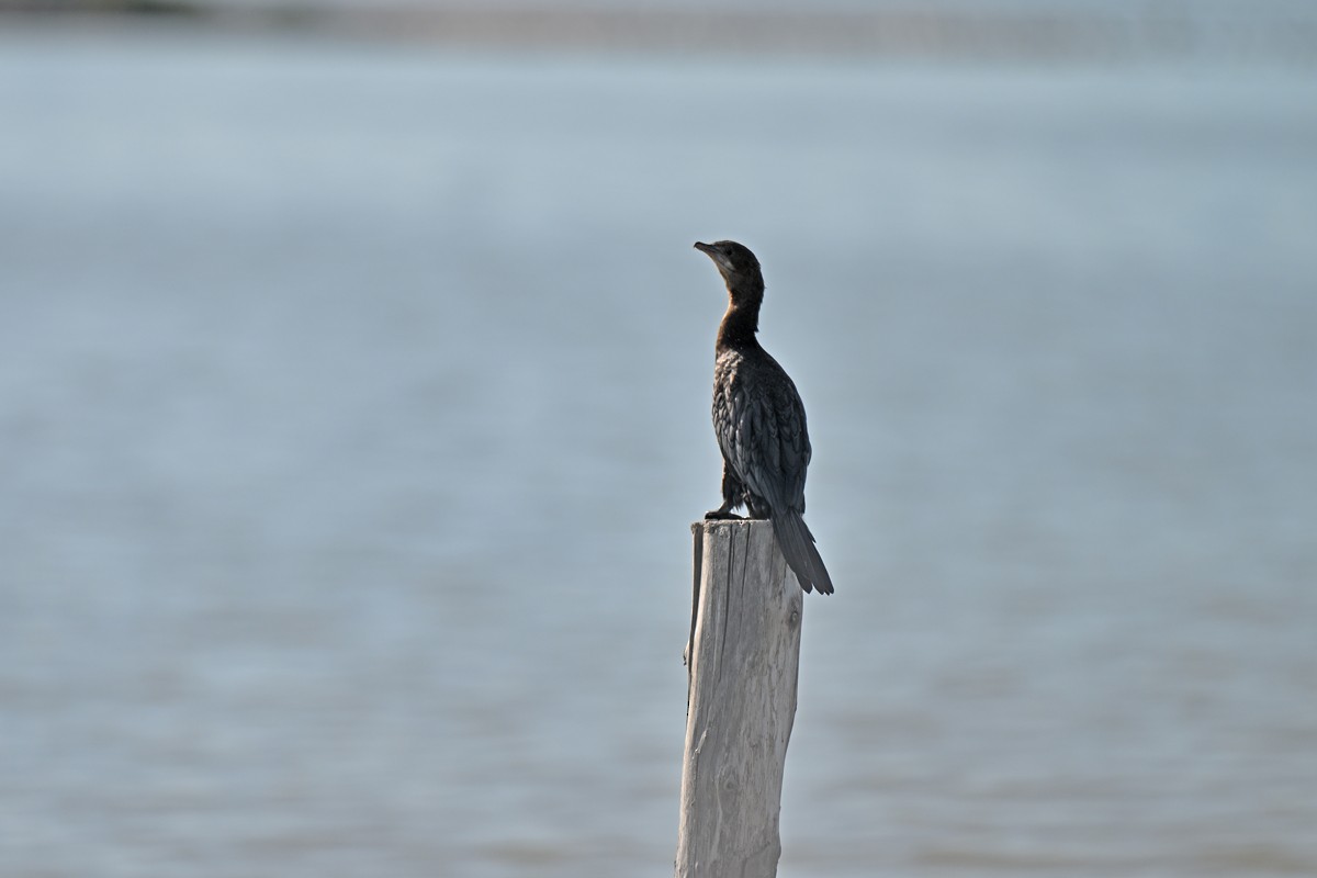 Pygmy Cormorant - ML641689612