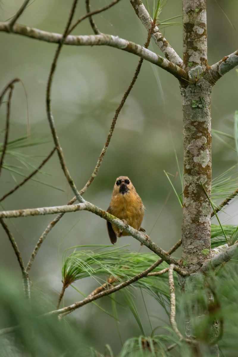 Black-chinned Babbler - ML641689617