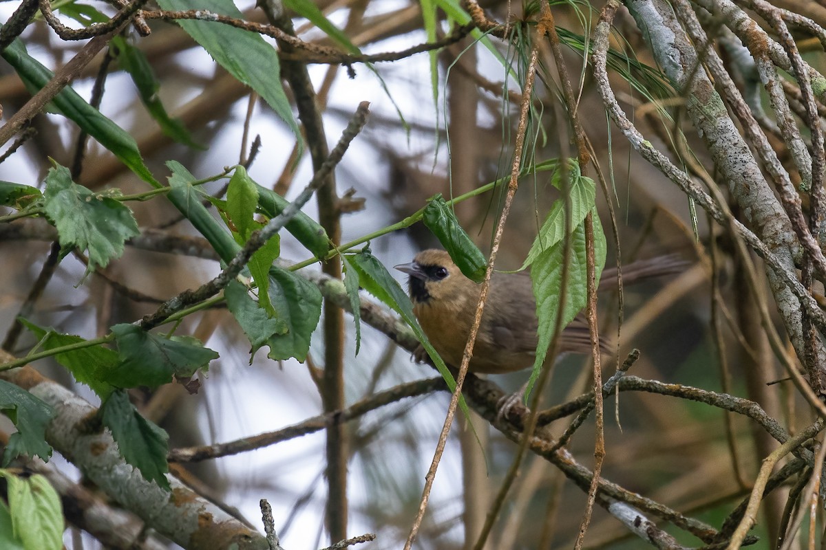 Black-chinned Babbler - ML641689618