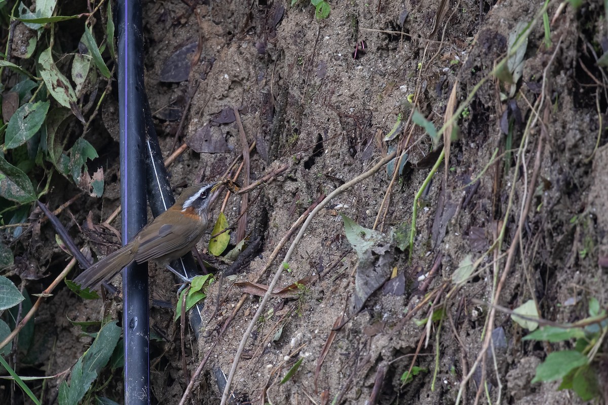 Streak-breasted Scimitar-Babbler - ML641689625