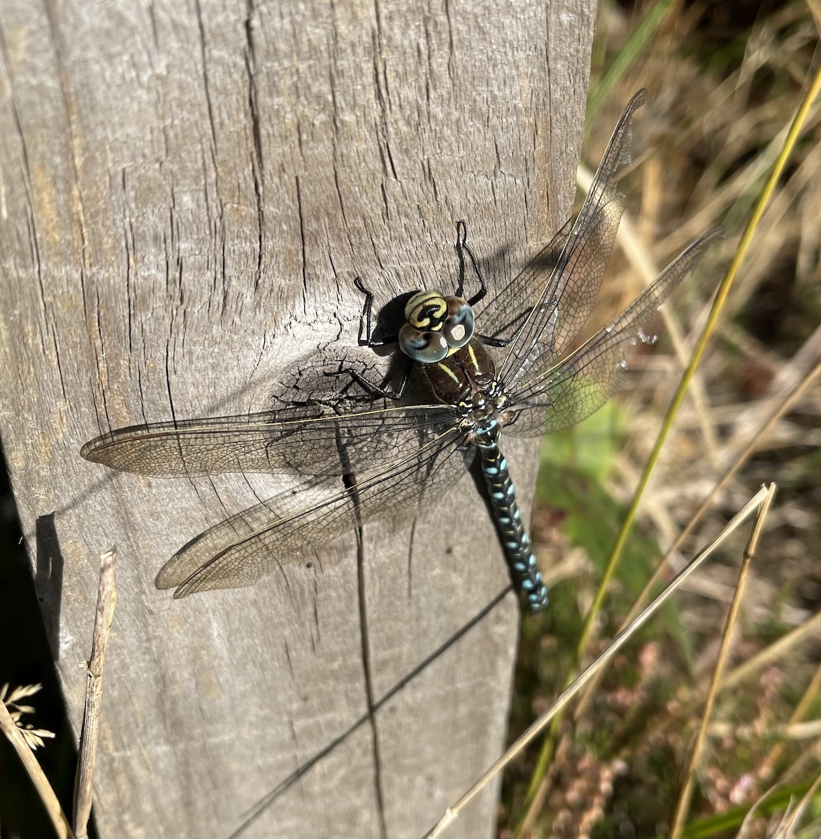 Sedge Darner - ML641689626