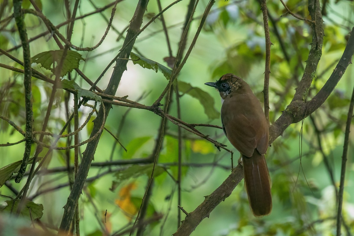 Gray-sided Laughingthrush - ML641689628