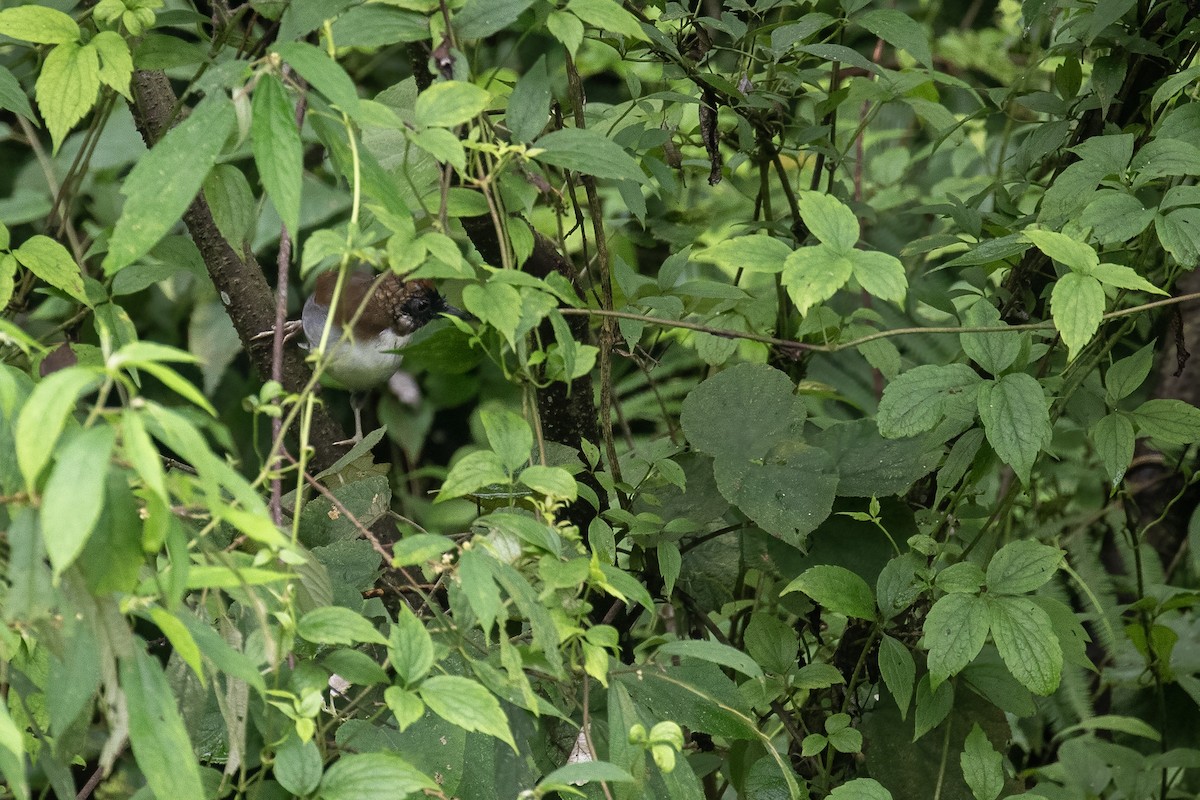 Gray-sided Laughingthrush - ML641689629