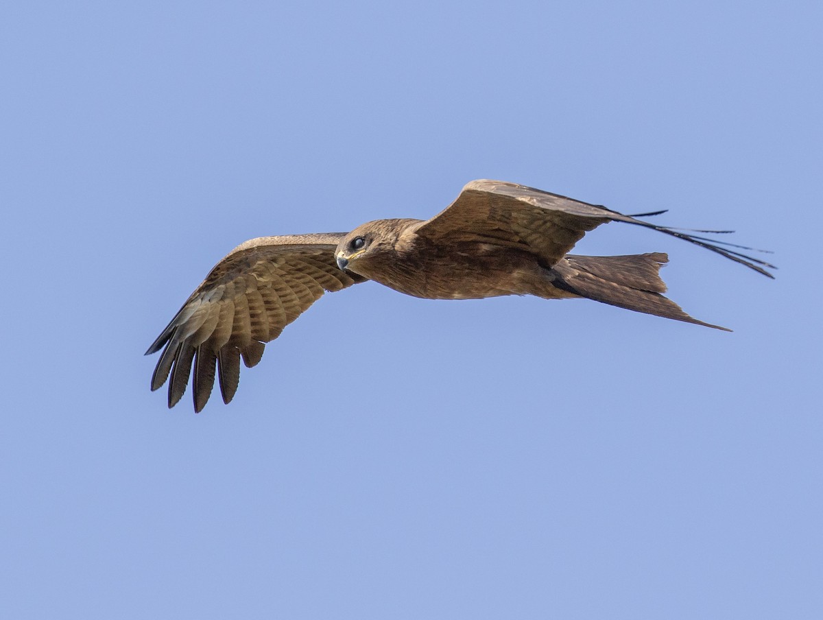黑鳶(migrans群) - ML641689636