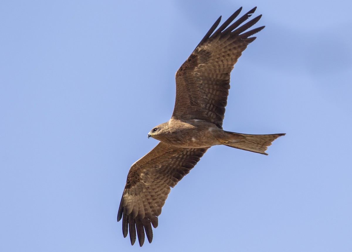 黑鳶(migrans群) - ML641689637