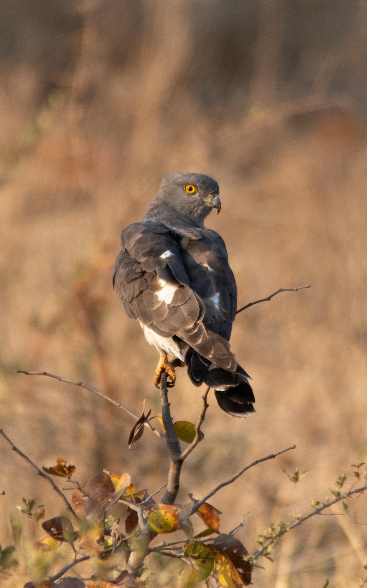 African Cuckoo-Hawk - ML641689642