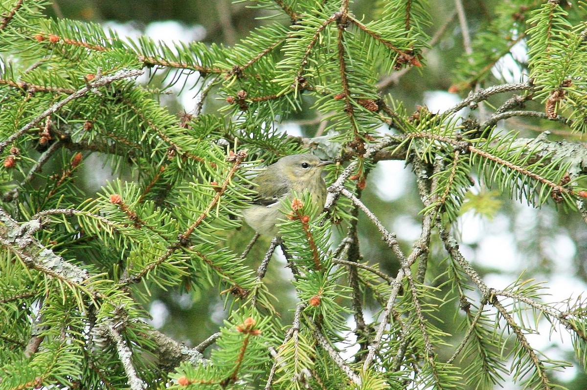Cape May Warbler - ML641689643