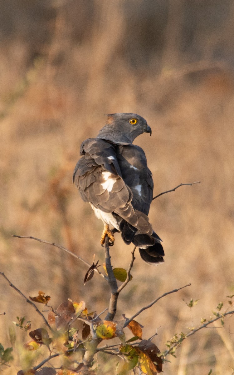 African Cuckoo-Hawk - ML641689645