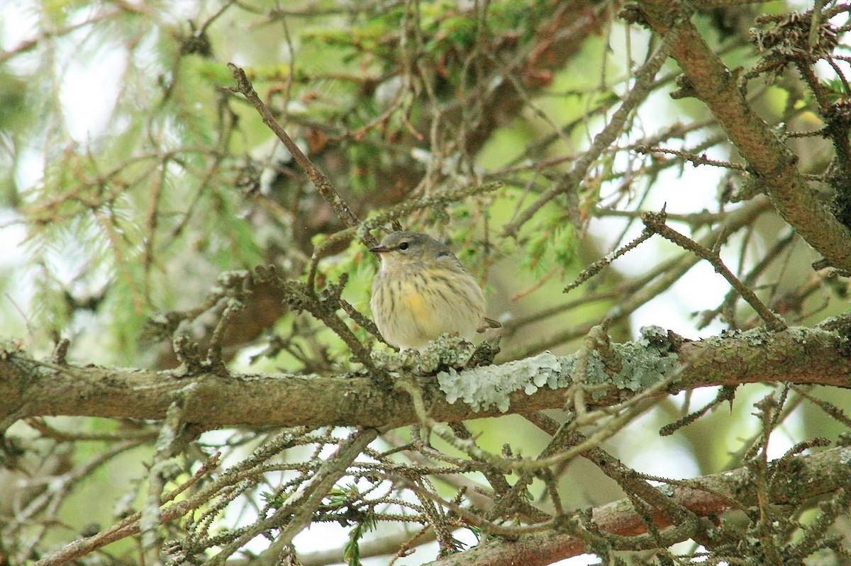 Cape May Warbler - ML641689647