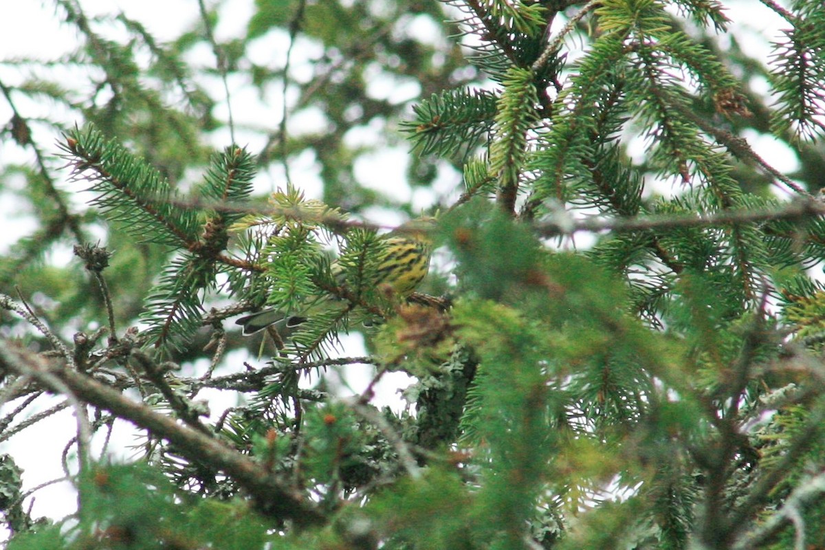 Cape May Warbler - ML641689649