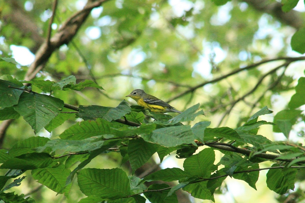 Magnolia Warbler - ML641689651