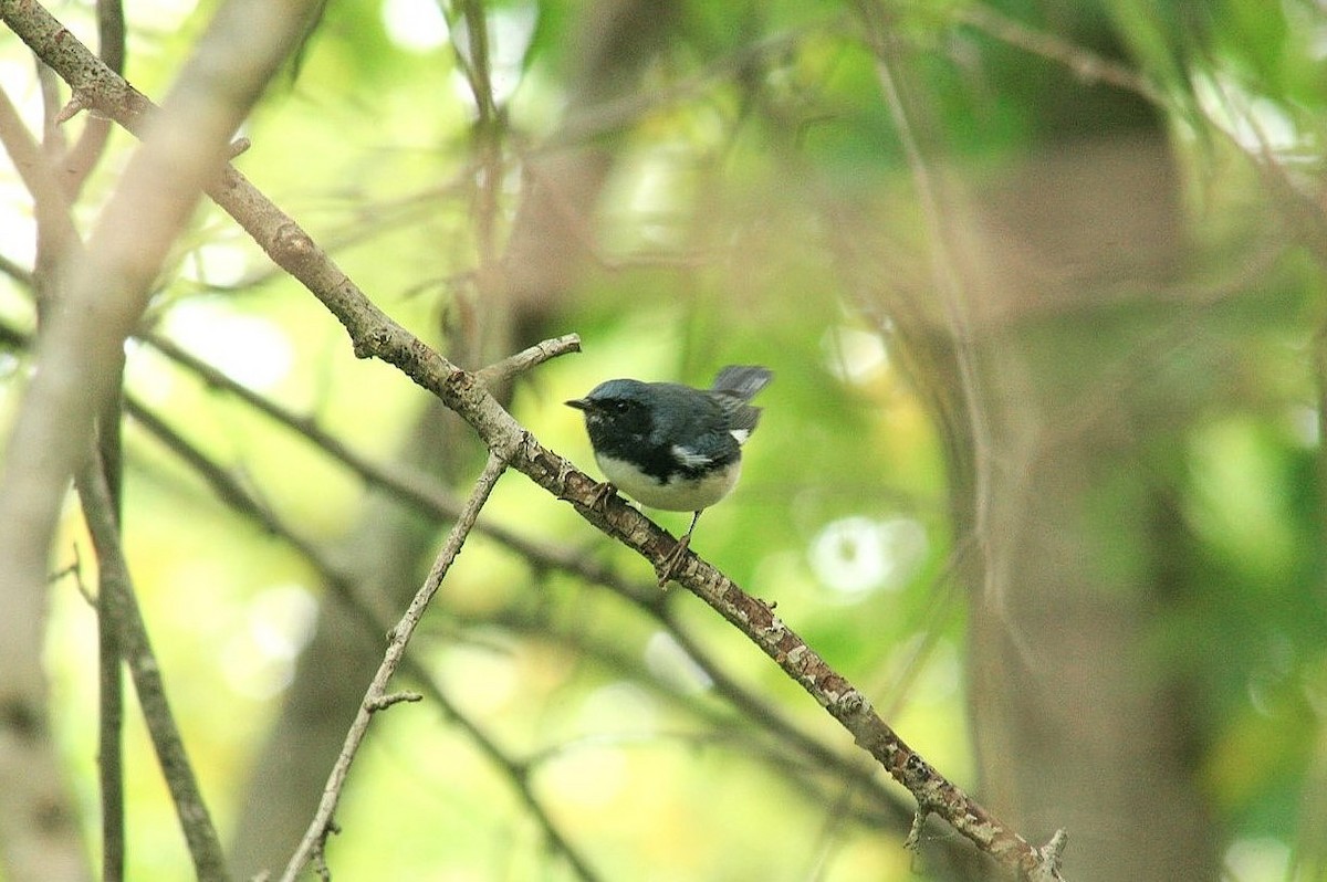 Black-throated Blue Warbler - ML641689654