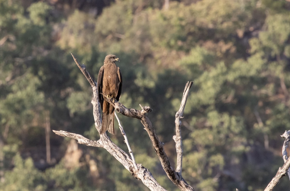 黑鳶(migrans群) - ML641689675