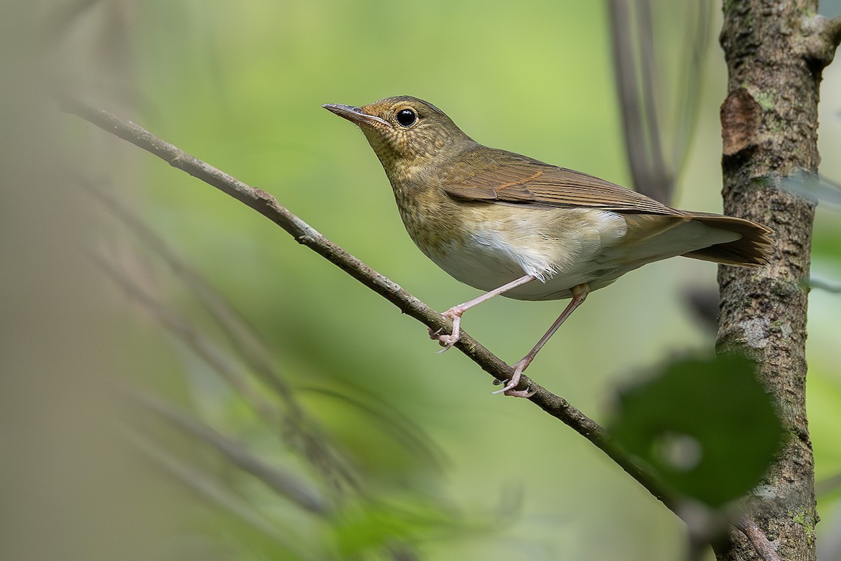 Siberian Blue Robin - ML641689678