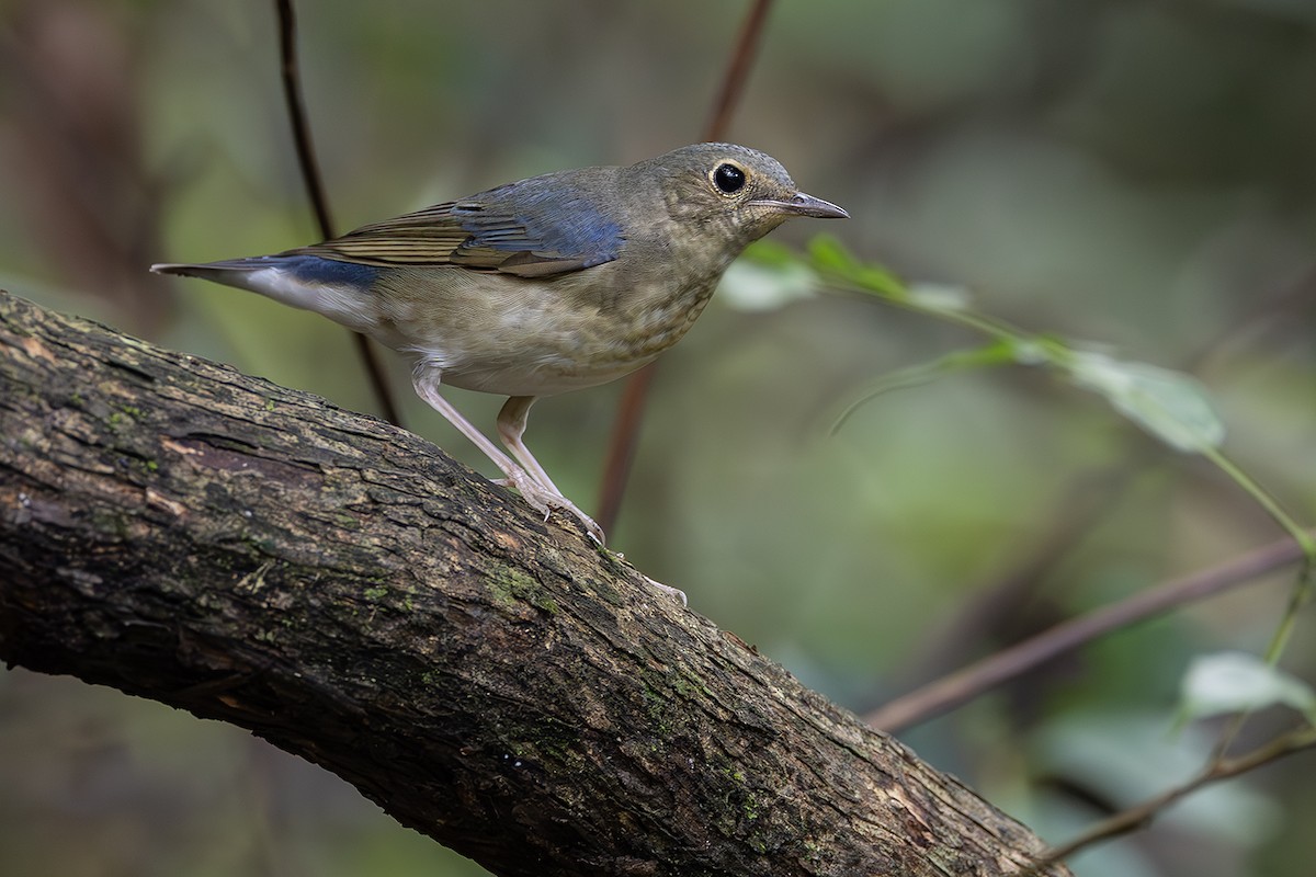 Siberian Blue Robin - ML641689679