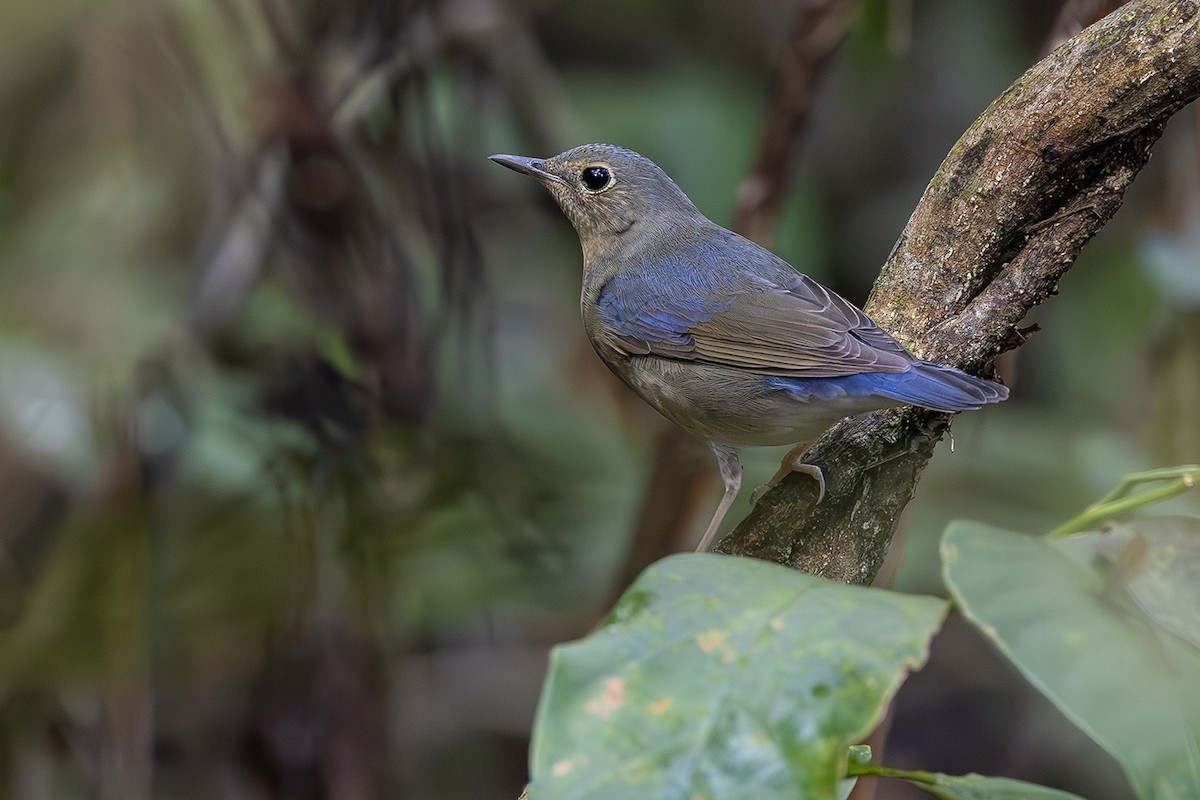 Siberian Blue Robin - ML641689680