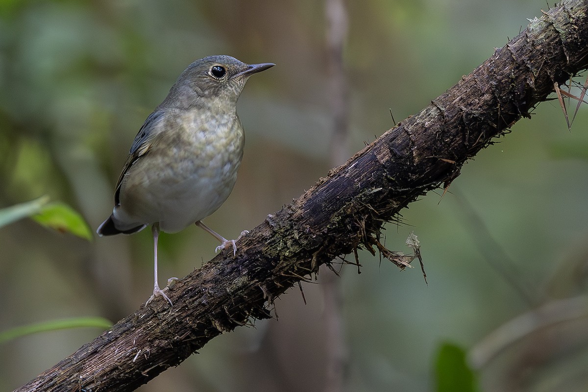 Siberian Blue Robin - ML641689681